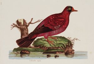 Red dove by John Pardon