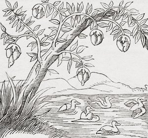 The Bird-tree by . .