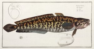 The Burbot by John Pardon