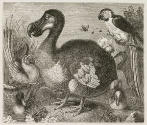The Dodo by Ferdinand Georg Waldmuller
