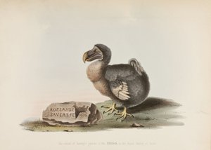 The Dodo by John Pardon