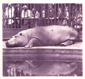 The Hippopotamus at the Zoological Gardens, Regents Park, London by John Pardon