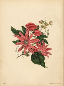 The racemose Passionflower, Passiflora racemosa, Religious superstition