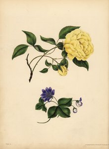 The sweet-scented China Rose, Rosa chinensis, Infidelity; The blue Hepatica, Hepatica nobilis, Confidence by John Pardon