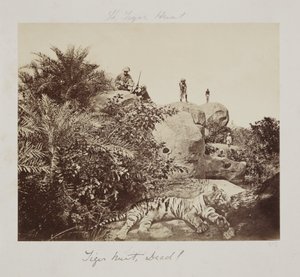Tiger Hunt, Dead!