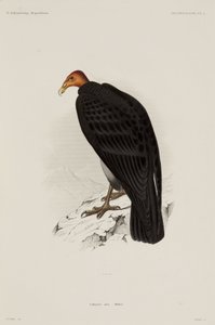 Turkey Vulture, Chile