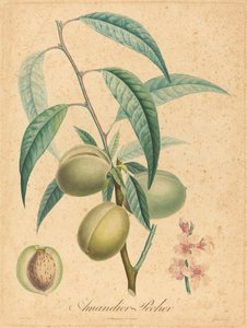 Almond Tree - Peach Tree by after A. Poiteau
