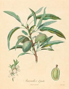 Italian Almond Tree by after A. Poiteau