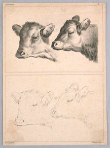 Two Cow Heads, Plate No. 2 from the 12th Study Notebook