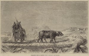 Treading Corn in Egypt by after Jean Leon Gerome
