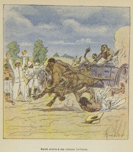Oxen Hitched to Lefebvre Carts