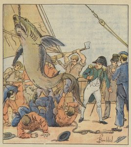 Capture of a shark