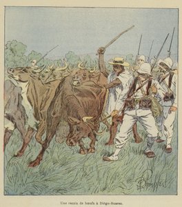 A Cattle Raid in Diego-Suarez
