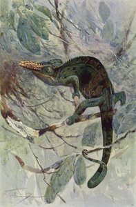 African Chameleon