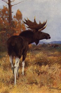 Elk or Moose by after Wilhelm Kuhnert