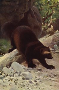 Glutton or Wolverine by after Wilhelm Kuhnert