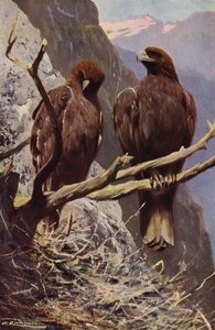 Golden Eagle