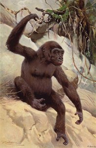 Gorilla by after Wilhelm Kuhnert