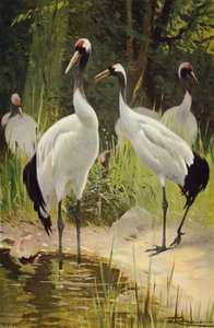 Manchurian Crane by after Wilhelm Kuhnert