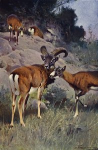 Mouflon