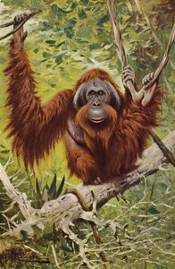 Orang