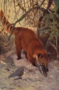 Red Coati by after Wilhelm Kuhnert