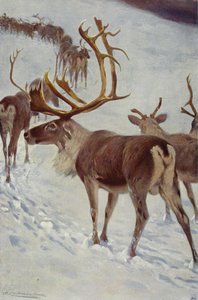 Scandinavian Reindeer by after Wilhelm Kuhnert