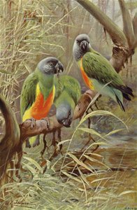 Senegal Parrot