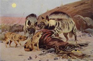 Striped Hyaena and Jackal by after Wilhelm Kuhnert