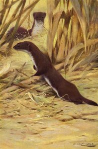 Weasel by after Wilhelm Kuhnert