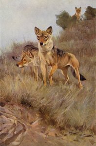 Wolf