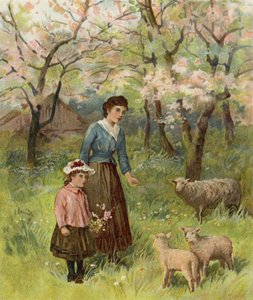 Apple Blossoms