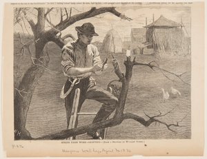 Spring Farm Work – Grafting