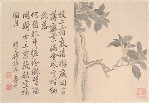 Cassia Tree by anonymous 