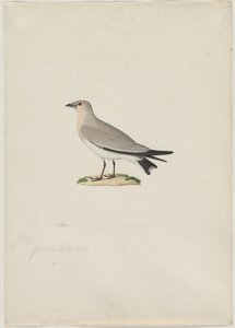 Small Pratincole (Glareola lactea) by attributed to Paul Hüet