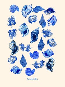 Coastal Blue Seashells
