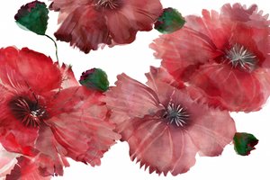 Vibrant Red Poppies by cartissi