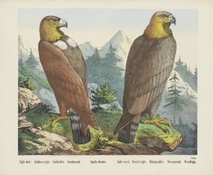 Golden Eagle by firma Joseph Scholz