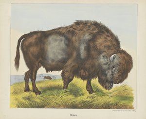 Bison by firma Joseph Scholz