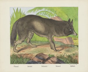 Jackal