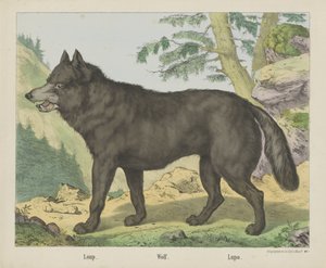 Wolf