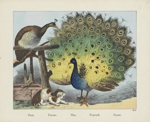 Peacock (title on object) by firma Joseph Scholz