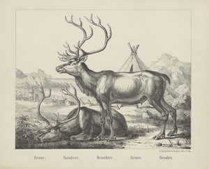 Reindeer