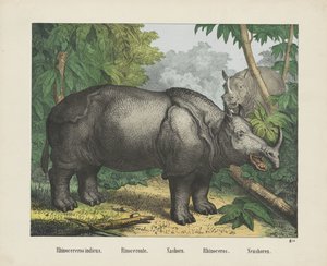 Indian Rhinoceros