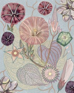 Delicate Morning Glories by giovanna nicolo