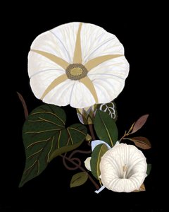 Elegant White Morning Glories