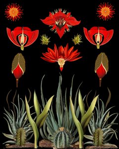 Red Desert Blooms