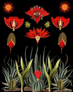 Red Desert Botanicals