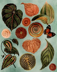 Vintage Botanical Study