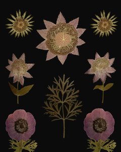Vintage Pressed Botanicals